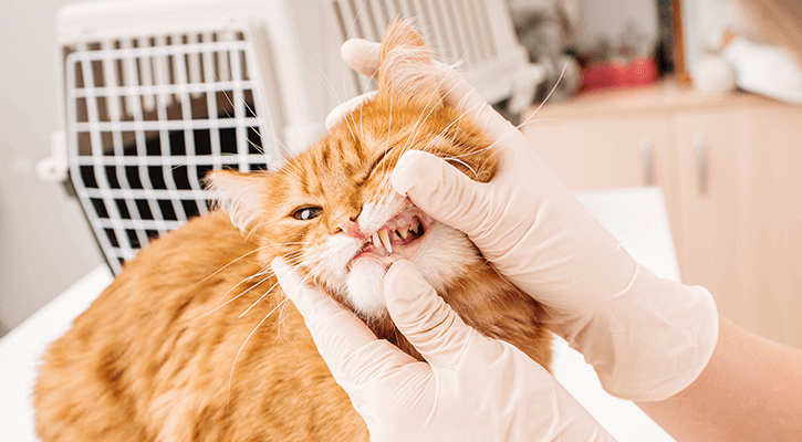 orange cat having their teeth examined at a veterinary clinic.