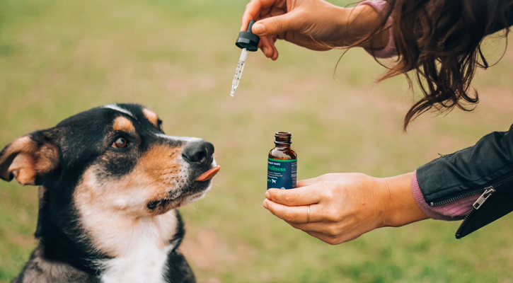 dog receiving drops of medication from owner.