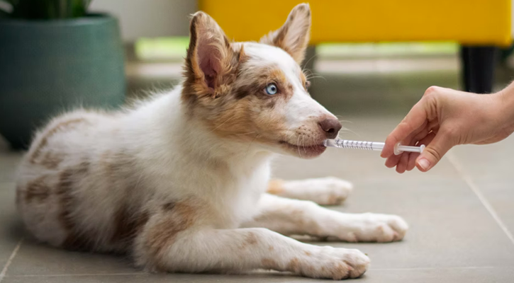 puppy receiving a syringe full of fluid orally.