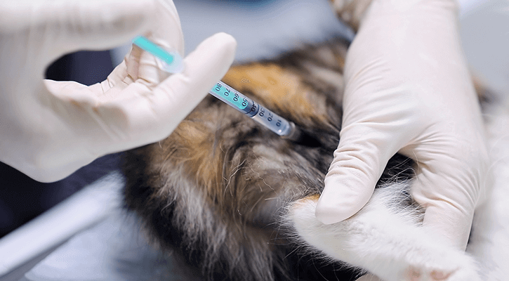 Pet receiving a vaccine from a gloved pair of hands.
