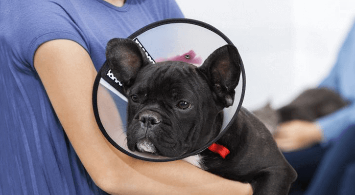 French Bulldog in a cone after a spay/neuter procedure.