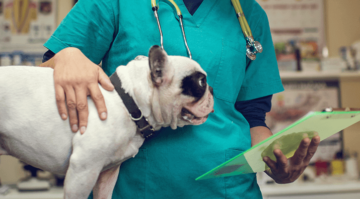 small dog being examined in a vet clinic.