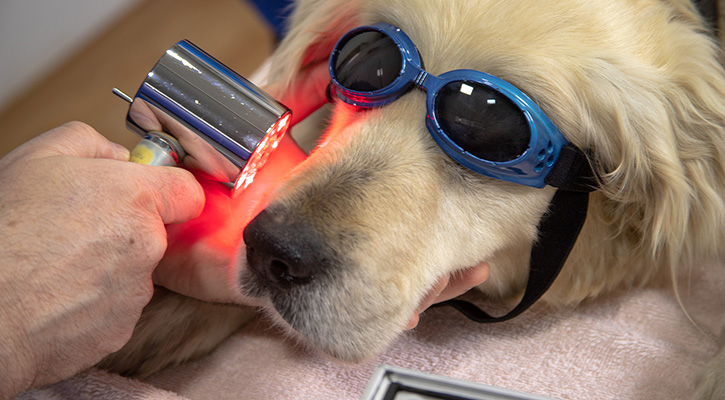 golden retriever wearing goggles during a pet laser therapy treatment.